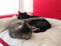 Chelsea und Slim (1)
